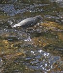 American Dipper 2254
